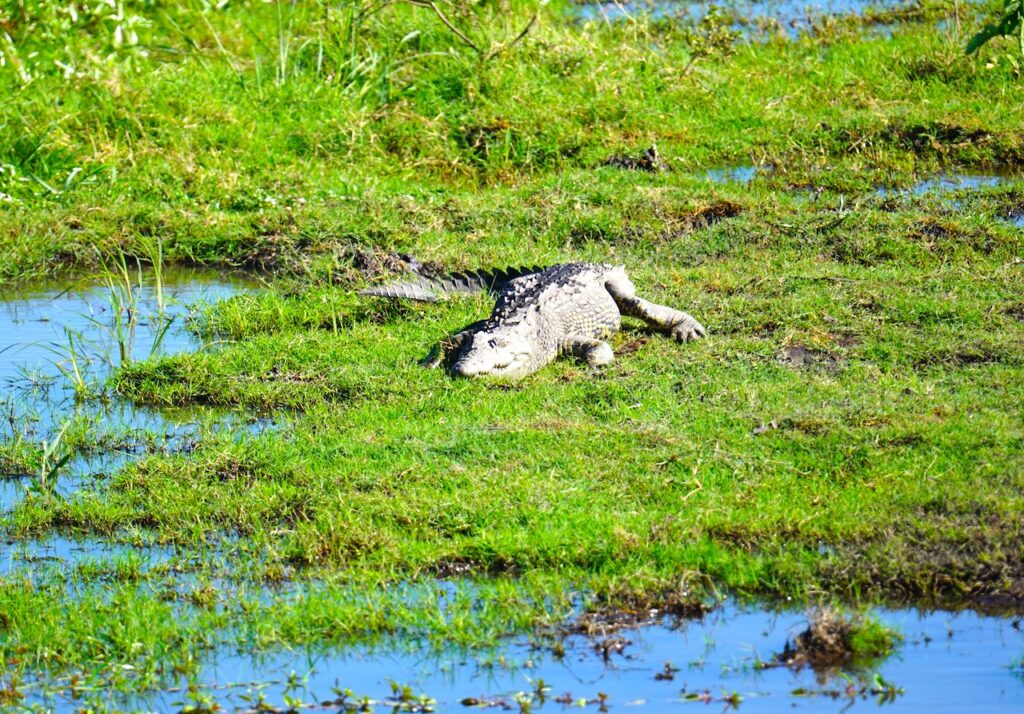 Grünes Sunmpfgebiet mit einem lauernden Krokodil: Safaritouristen sollten sich vor Reiseantritt über die Malaria in Namibia ausführlich informieren und schützen