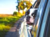 Österreicher lieben Urlaub mit dem Auto Urlaub mit dem Schwarzweißer Boxer schaut aus dem Autofenster raus