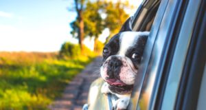 Österreicher lieben Urlaub mit dem Auto Urlaub mit dem Schwarzweißer Boxer schaut aus dem Autofenster raus