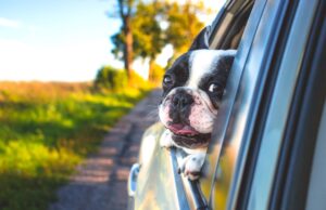 Österreicher lieben Urlaub mit dem Auto Urlaub mit dem Schwarzweißer Boxer schaut aus dem Autofenster raus