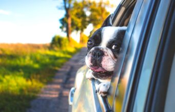 Österreicher lieben Urlaub mit dem Auto Urlaub mit dem Schwarzweißer Boxer schaut aus dem Autofenster raus
