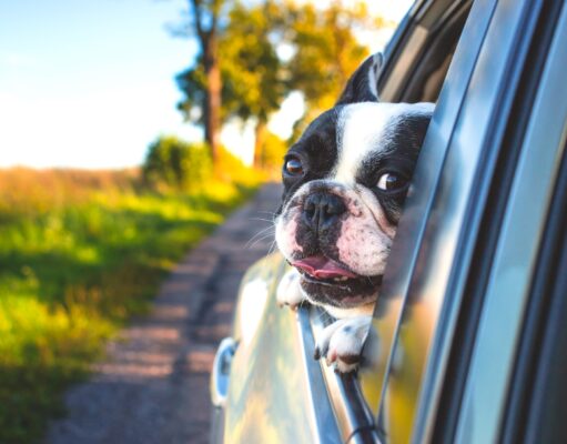 Österreicher lieben Urlaub mit dem Auto Urlaub mit dem Schwarzweißer Boxer schaut aus dem Autofenster raus