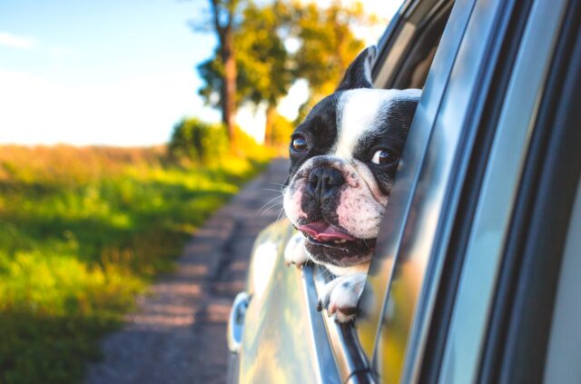 Urlaub mit dem Schwarzweißer Boxer schaut aus dem Autofenster raus