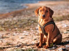 Boomsegment: Urlaub mit Hund am Balaton Urlaub mit Hund am Balaton: Ein Labrador sitzt an einem Sandstrand