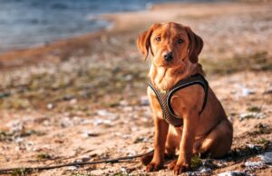 Boomsegment: Urlaub mit Hund am Balaton Urlaub mit Hund am Balaton: Ein Labrador sitzt an einem Sandstrand