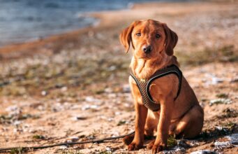 Boomsegment: Urlaub mit Hund am Balaton Urlaub mit Hund am Balaton: Ein Labrador sitzt an einem Sandstrand