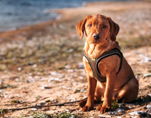 Boomsegment: Urlaub mit Hund am Balaton Urlaub mit Hund am Balaton: Ein Labrador sitzt an einem Sandstrand
