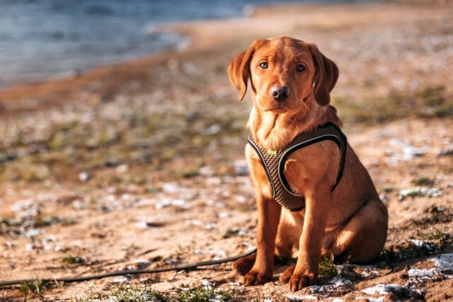 Urlaub mit Hund am Balaton Urlaub mit Hund am Balaton: Ein Labrador sitzt an einem Sandstrand